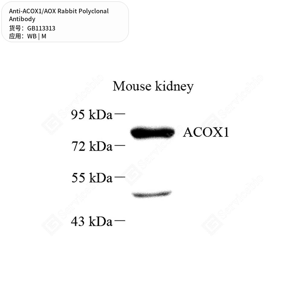 Антитела первичные, поликлональные кролика к ACOX1/AOX мыши, 50 мкл