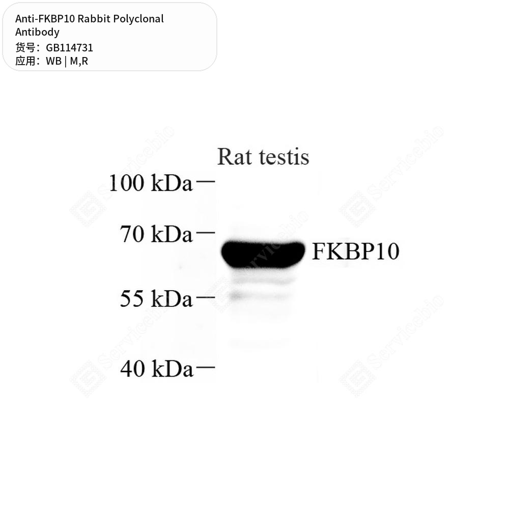 Антитела первичные, поликлональные кролика к FKBP10 крысы, мыши, 50 мкл