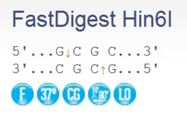 Эндонуклеаза рестрикции ускоренного гидролиза FastDigest Hin6I, 200 реакций