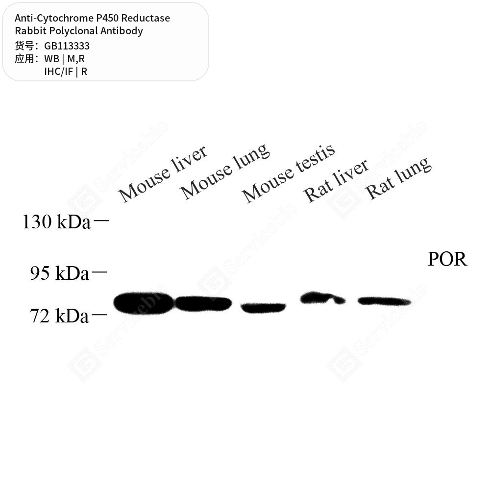 Антитела первичные, поликлональные кролика к Cytochrome P450 Reductase крысы, мыши, 100 мкл