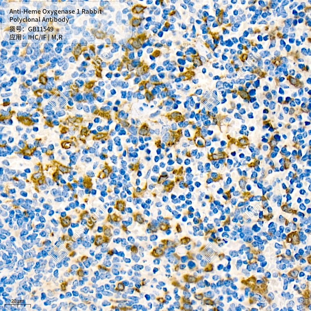 Антитела первичные, поликлональные кролика к Heme Oxygenase 1 крысы, мыши, 50 мкл