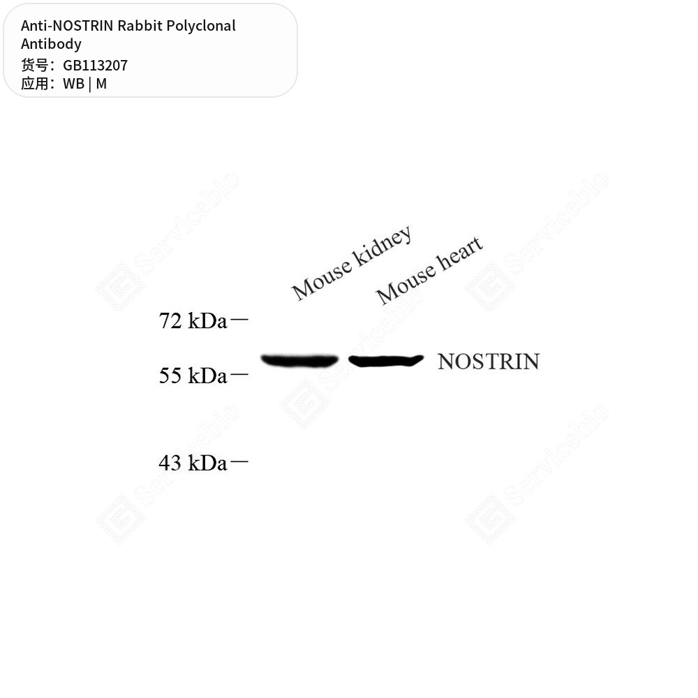 Антитела первичные, поликлональные кролика к NOSTRIN мыши, 100 мкл