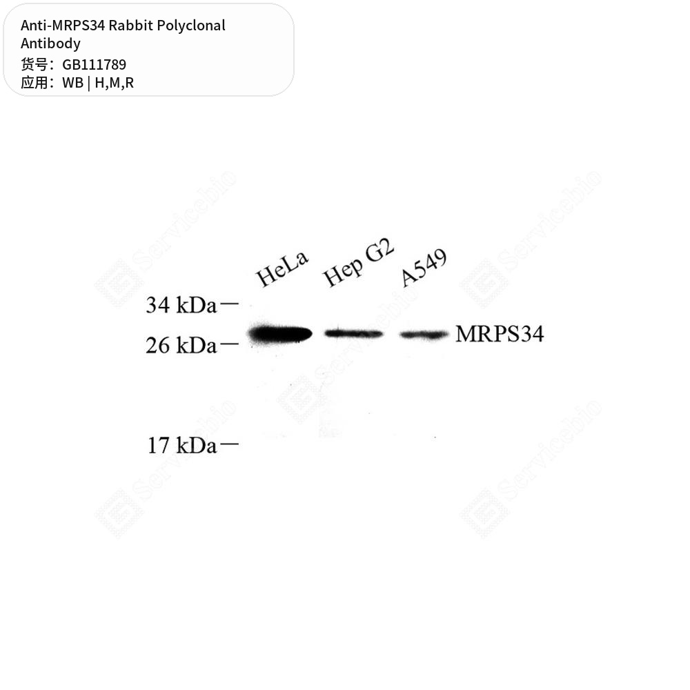 Антитела первичные, поликлональные кролика к MRPS34 крысы, мыши, человека, 100 мкл