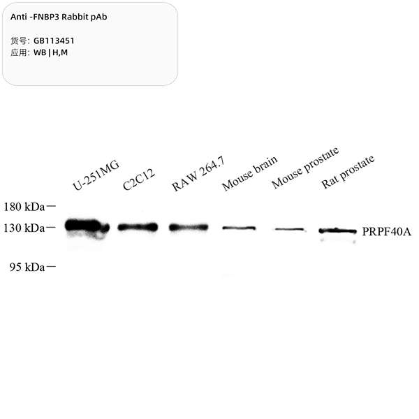 Антитела первичные, поликлональные, FNBP3, 100 мкл