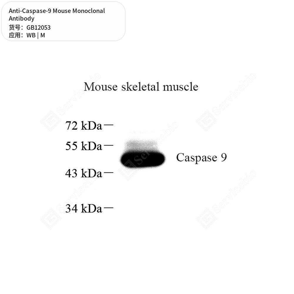Антитела первичные, моноклональные мыши к Caspase-9 мыши, 50 мкл