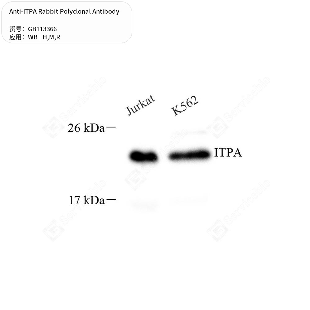 Антитела первичные, поликлональные кролика к ITPA крысы, мыши, человека, 50 мкл