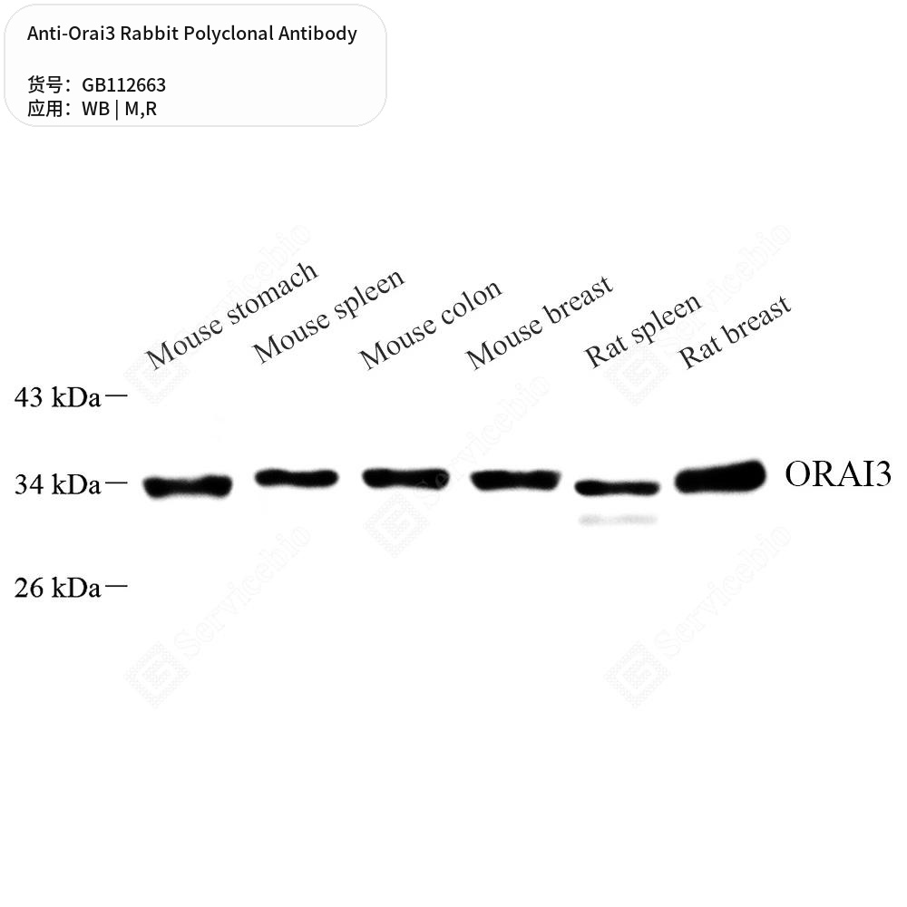 Антитела первичные, поликлональные кролика к Orai3 крысы, мыши, 100 мкл