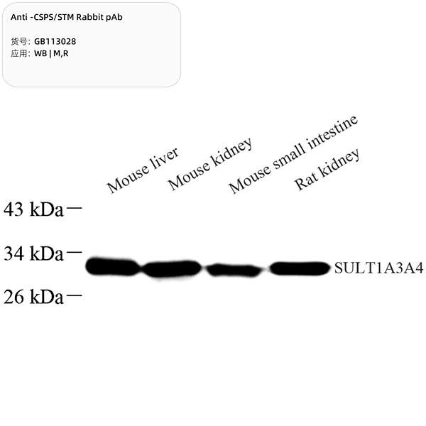 Антитела первичные, поликлональные, CSPS/STM, 100 мкл