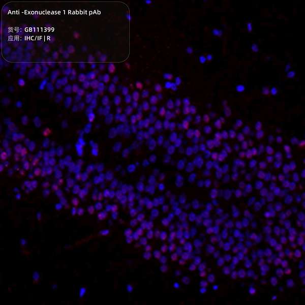 Антитела первичные, поликлональные, Exonuclease 1, 100 мкл