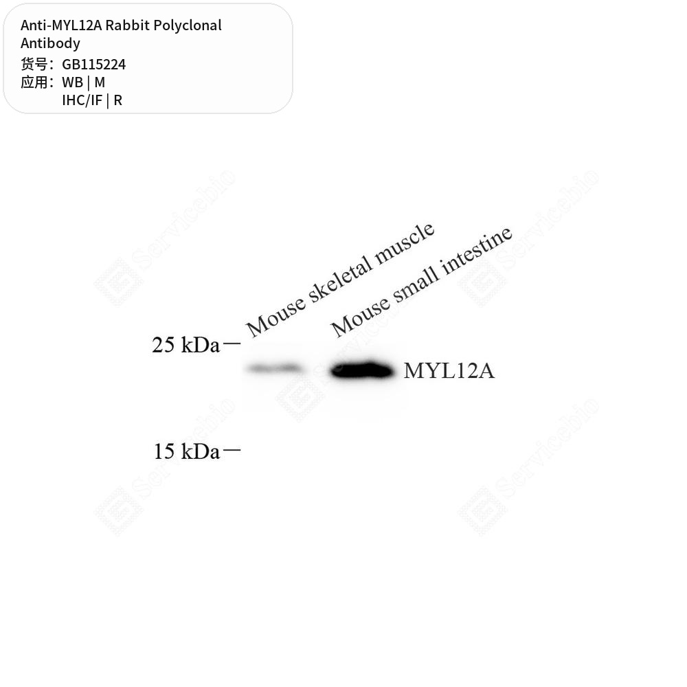 Антитела первичные, поликлональные кролика к MYL12A крысы, мыши, 50 мкл