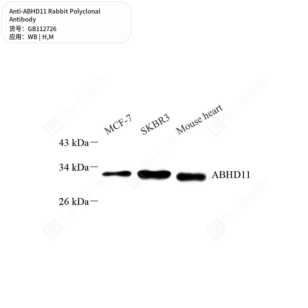 Антитела первичные, поликлональные кролика к ABHD11 мыши, человека, 100 мкл