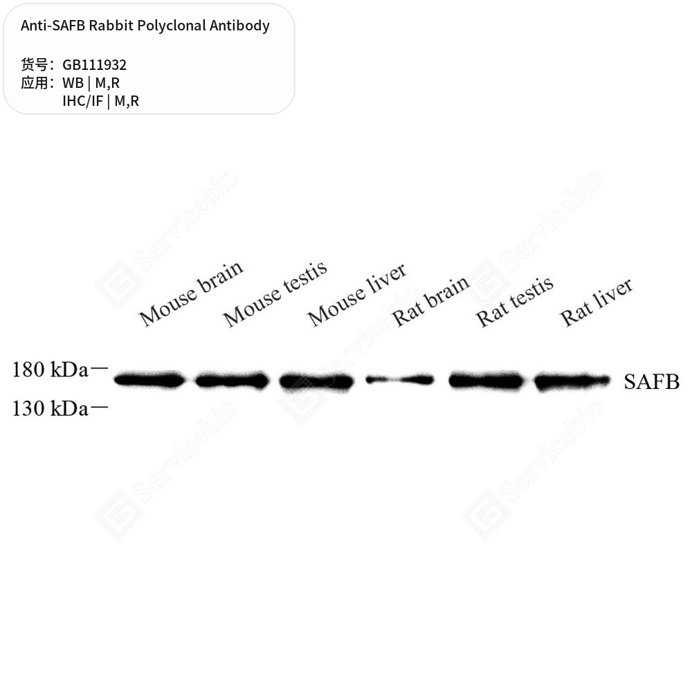 Антитела первичные, поликлональные кролика к SAFB крысы, мыши, 100 мкл