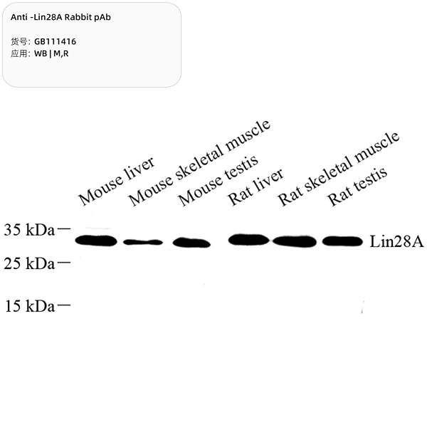 Антитела первичные, поликлональные, Lin28A, 100 мкл