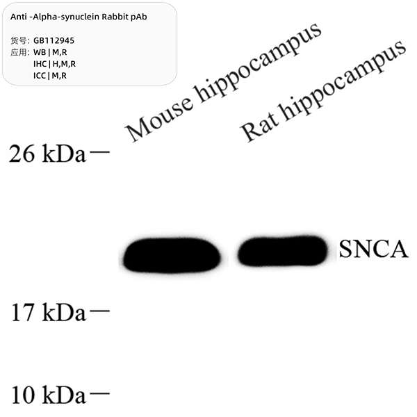 Антитела первичные, поликлональные, alpha-synuclein, 100 мкл