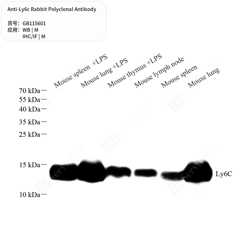 Антитела первичные, поликлональные кролика к Ly6c мыши, 50 мкл