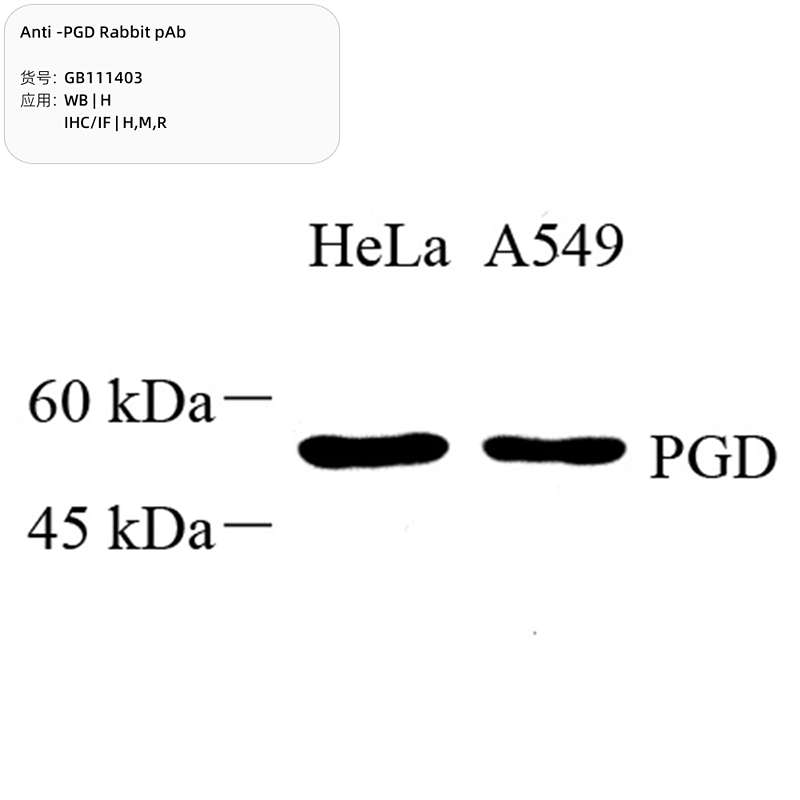 Антитела первичные, поликлональные, PGD, 100 мкл