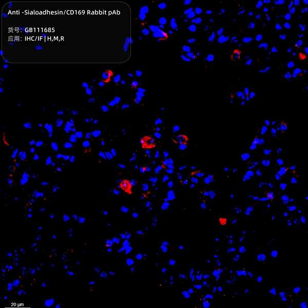 Антитела первичные, поликлональные, Sialoadhesin/CD169, 100 мкл