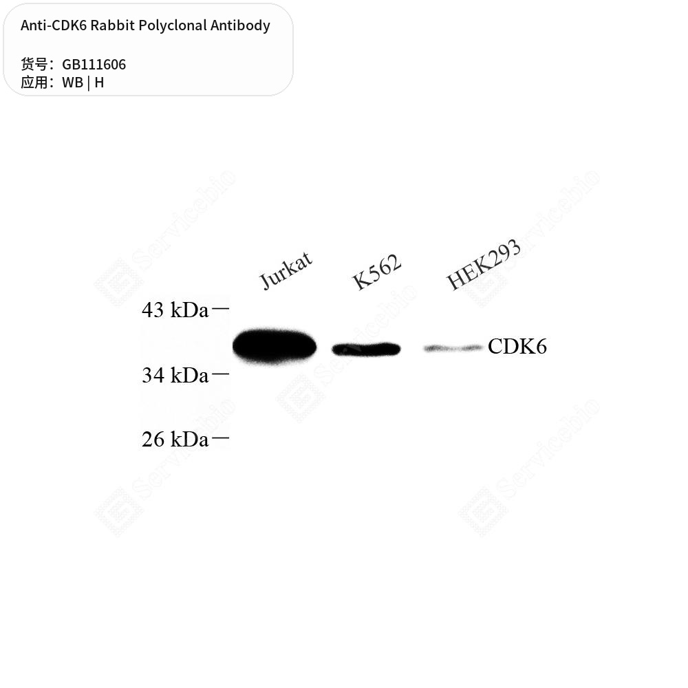 Антитела первичные, поликлональные кролика к CDK6 человека, 100 мкл