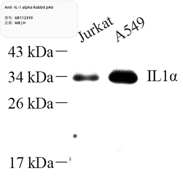 Антитела первичные, поликлональные, IL-1 alpha, 100 мкл
