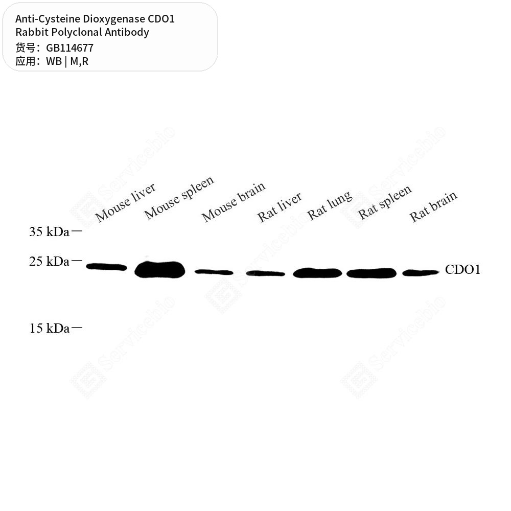 Антитела первичные, поликлональные кролика к Cysteine Dioxygenase CDO1 крысы, мыши, 50 мкл