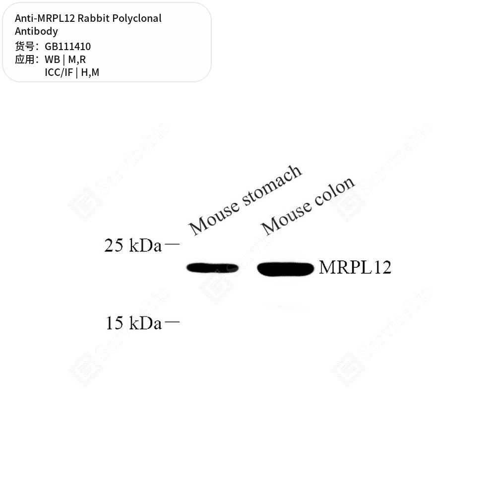 Антитела первичные, поликлональные кролика к MRPL12 крысы, мыши, человека, 100 мкл