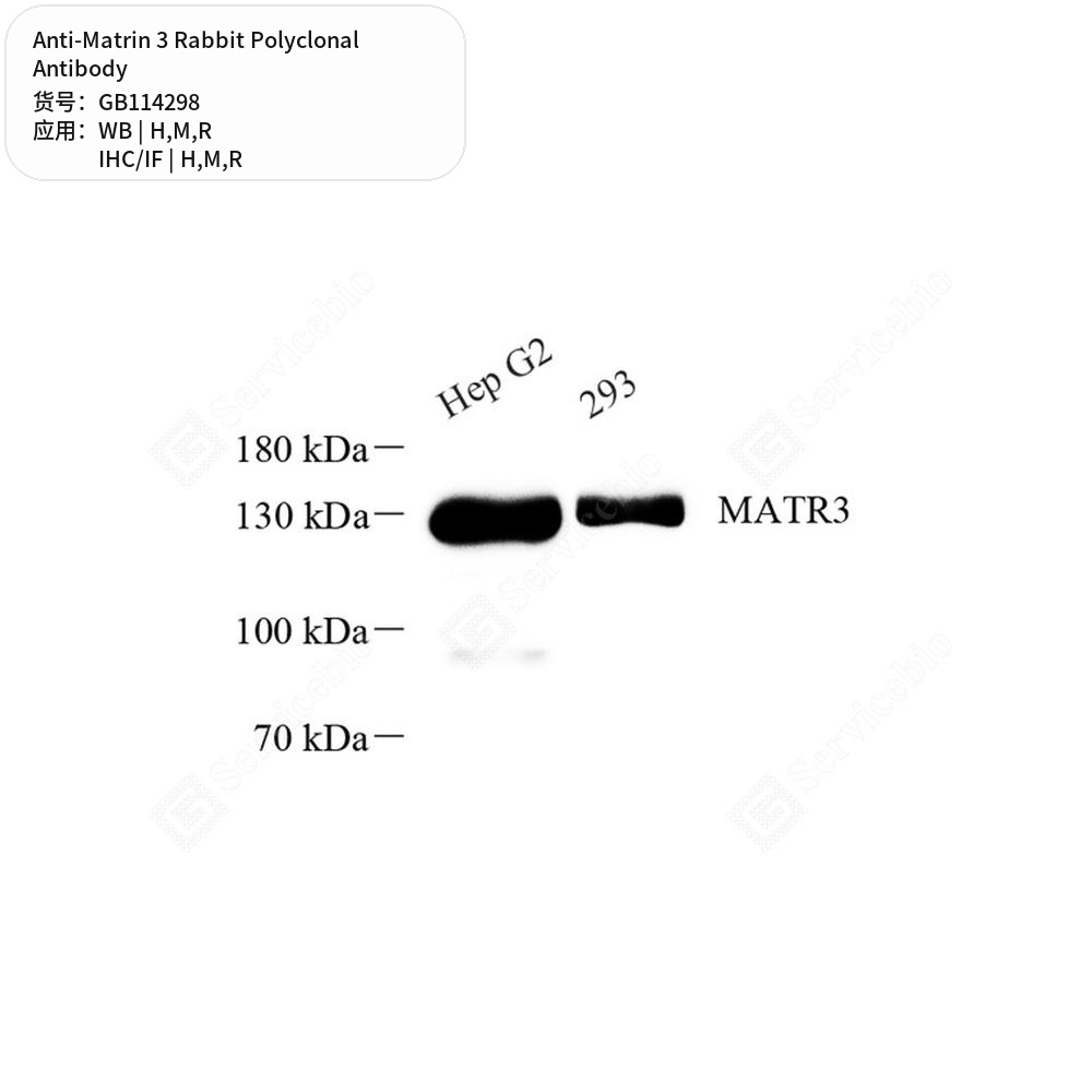 Антитела первичные, поликлональные кролика к Matrin 3 крысы, мыши, человека, 50 мкл