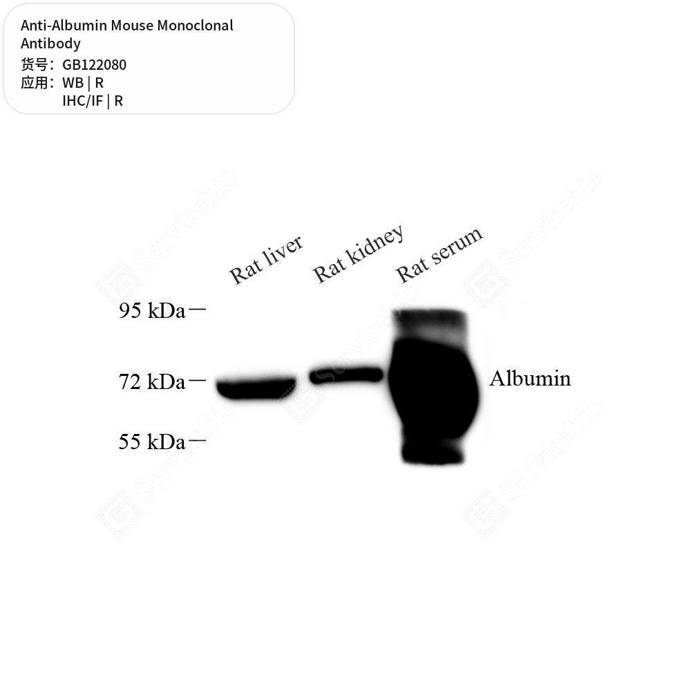 Антитела первичные, моноклональные мыши к Albumin крысы, 50 мкл