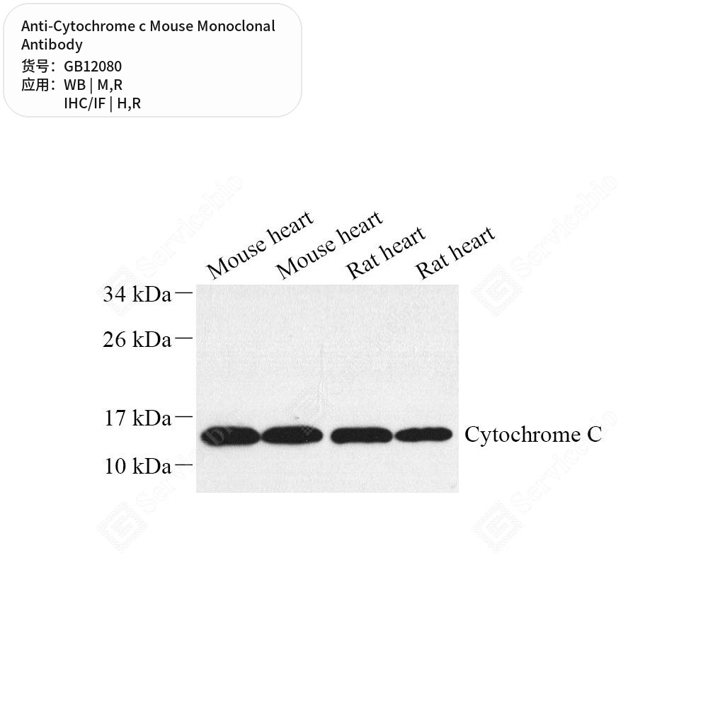 Антитела первичные, моноклональные мыши к Cytochrome c крысы, мыши, человека, 100 мкл