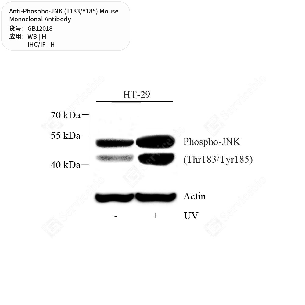 Антитела первичные, моноклональные мыши к Phospho-JNK (T183/Y185) человека, 50 мкл