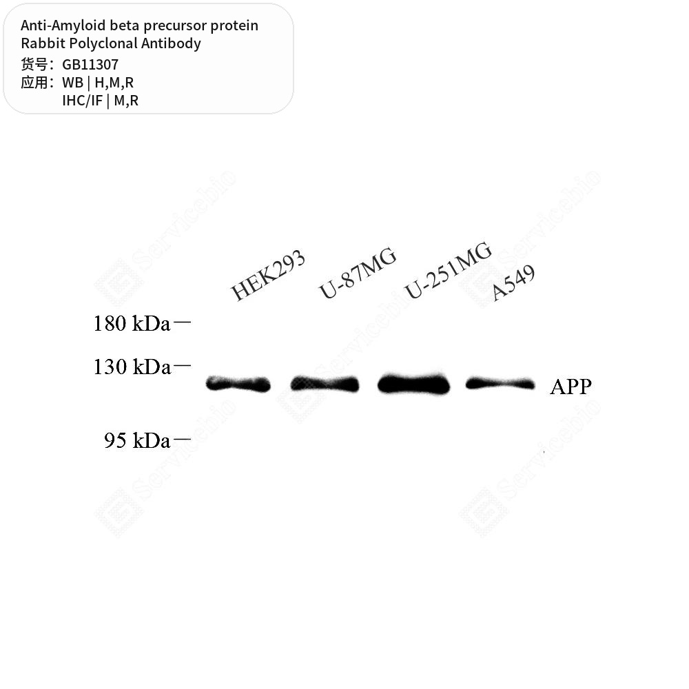 Антитела первичные, поликл. кролика к Amyloid beta precursor protein крысы, мыши, человека, 50 мкл