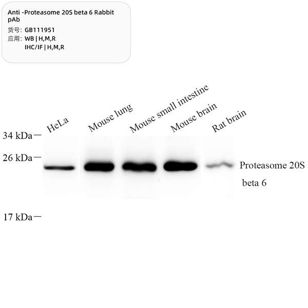 Антитела первичные, поликлональные, Proteasome 20S beta 6, 100 мкл