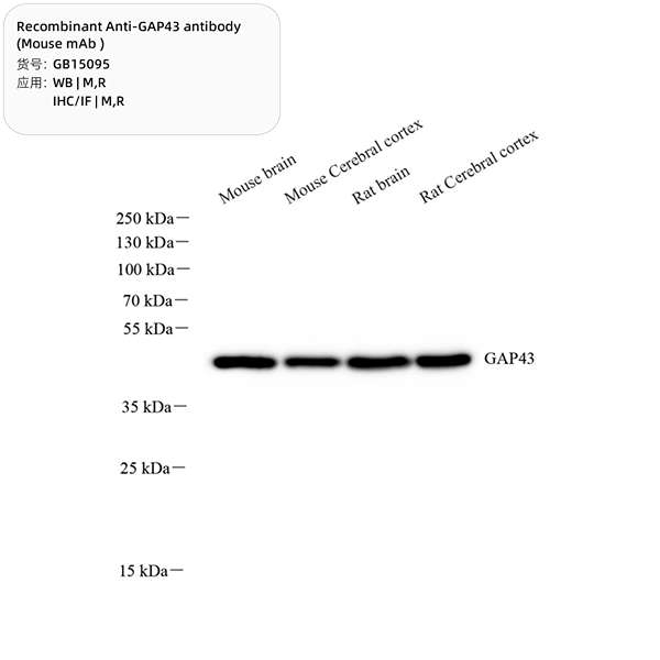Антитела первичные, моноклональные, GAP43, 100 мкл