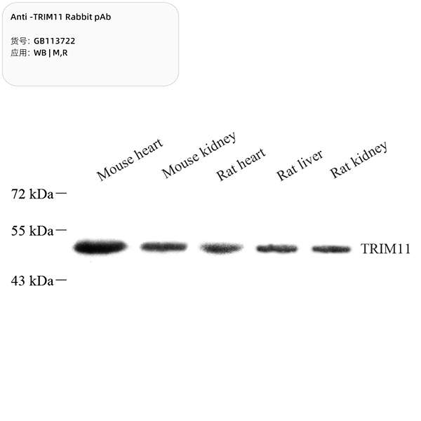 Антитела первичные, поликлональные, TRIM11, 100 мкл