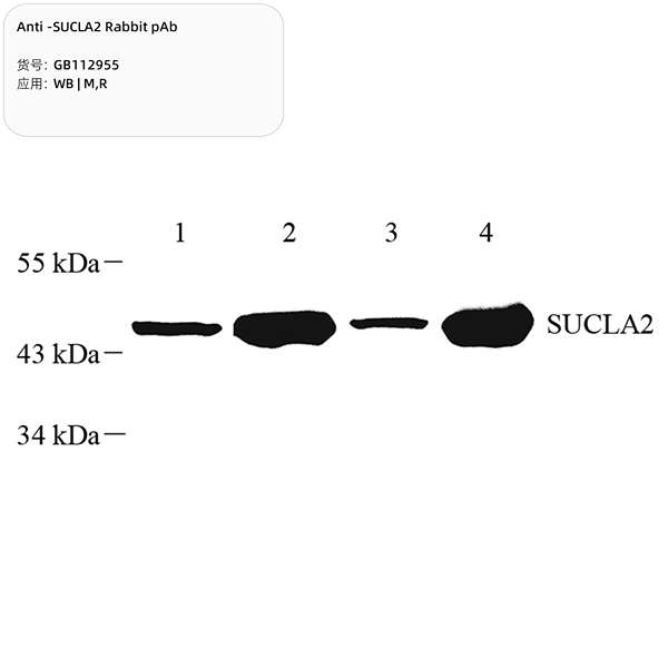 Антитела первичные, поликлональные, SUCLA2, 100 мкл