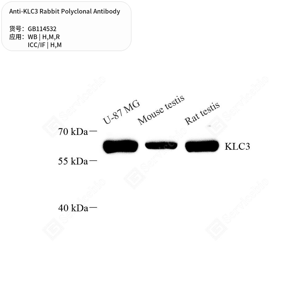 Антитела первичные, поликлональные кролика к KLC3 крысы, мыши, человека, 100 мкл