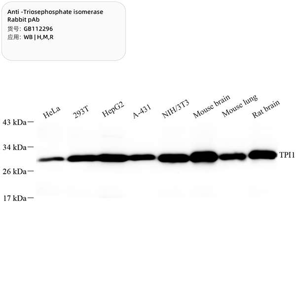 Антитела первичные, поликлональные, Triosephosphate isomerase, 100 мкл