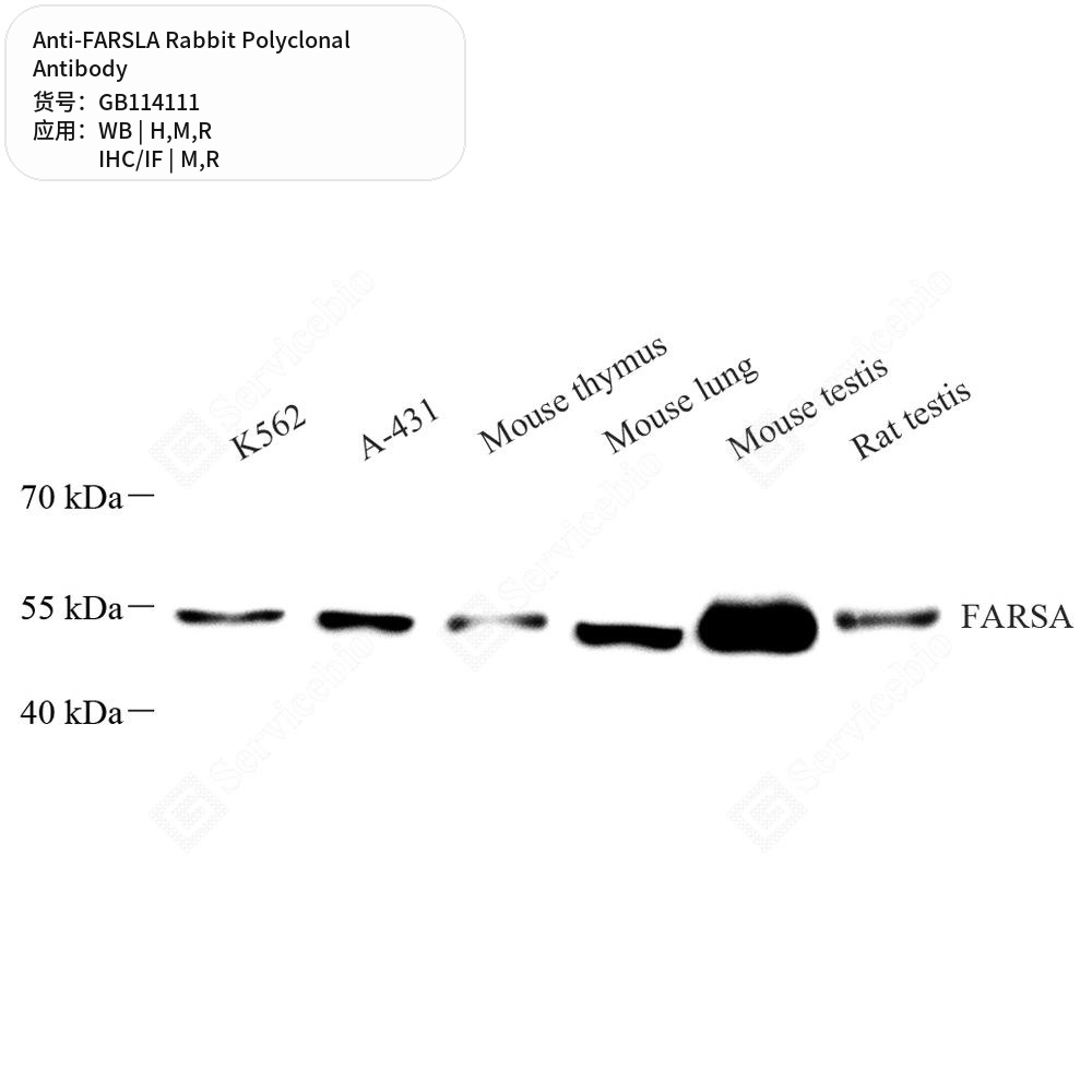Антитела первичные, поликлональные кролика к FARSLA крысы, мыши, человека, 100 мкл