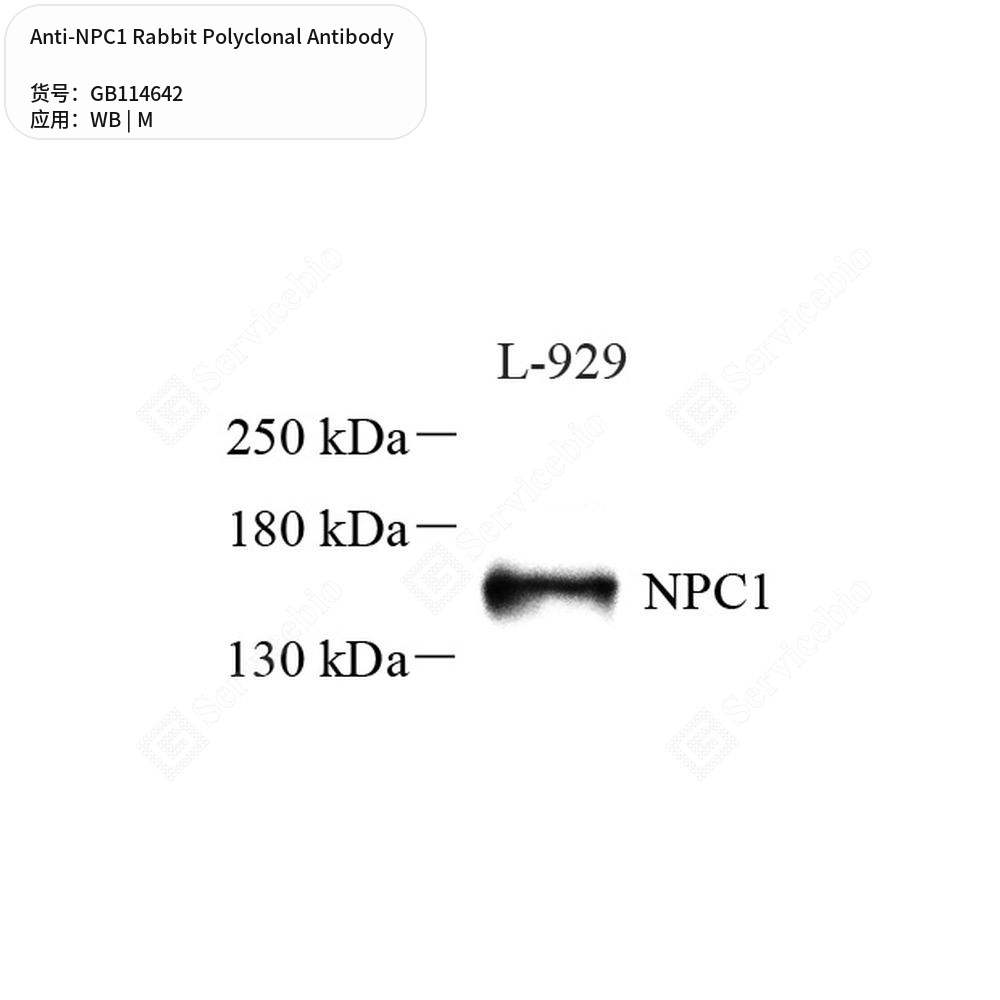 Антитела первичные, поликлональные кролика к NPC1 мыши, 100 мкл