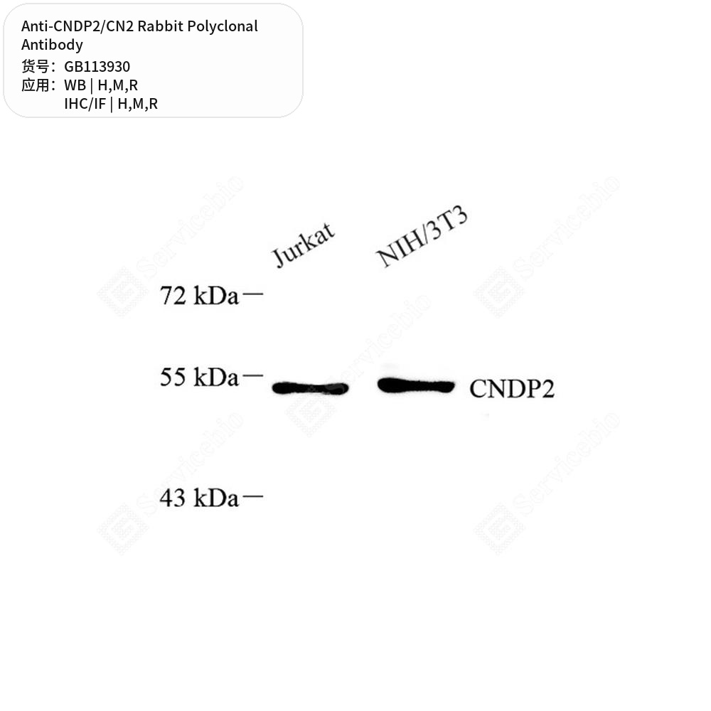 Антитела первичные, поликлональные кролика к CNDP2/CN2 крысы, мыши, человека, 100 мкл