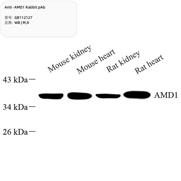Антитела первичные, поликлональные, AMD1, 100 мкл