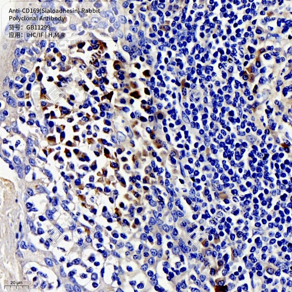 Антитела первичные, поликлональные кролика к CD169(Sialoadhesin) крысы, мыши, человека, 100 мкл