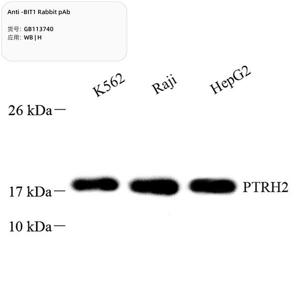 Антитела первичные, поликлональные, BIT1, 100 мкл
