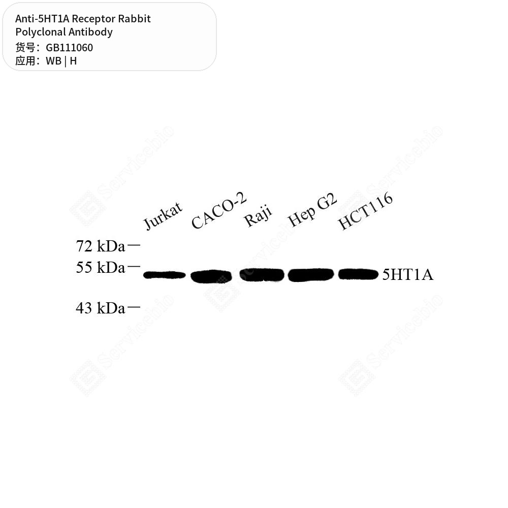 Антитела первичные, поликлональные кролика к 5HT1A Receptor человека, 100 мкл