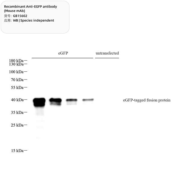 Антитела первичные, моноклональные, eGFP, 100 мкл