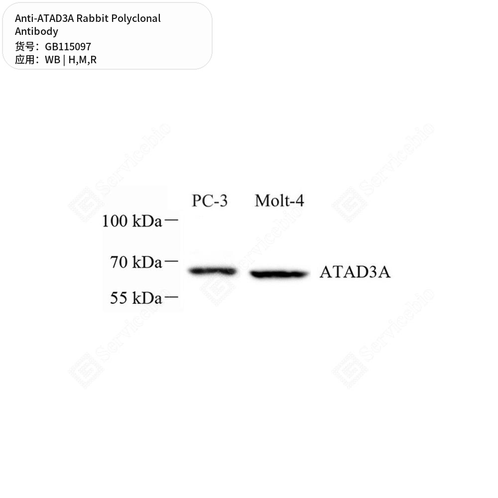 Антитела первичные, поликлональные кролика к ATAD3A крысы, мыши, человека, 100 мкл