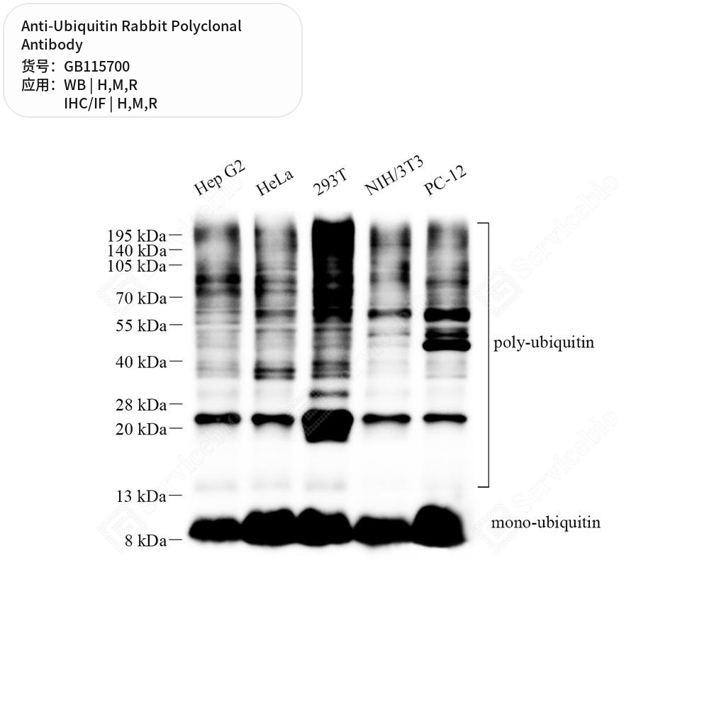 Антитела первичные, поликлональные кролика к Ubiquitin крысы, мыши, человека, 50 мкл