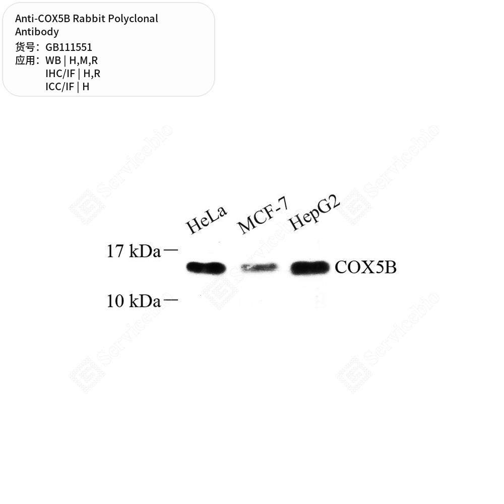 Антитела первичные, поликлональные кролика к COX5B крысы, мыши, человека, 100 мкл