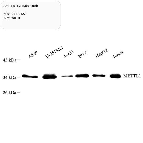 Антитела первичные, поликлональные, METTL1, 100 мкл