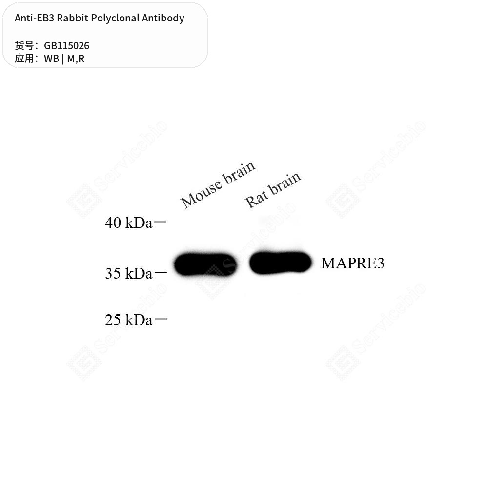 Антитела первичные, поликлональные кролика к EB3 крысы, мыши, 50 мкл