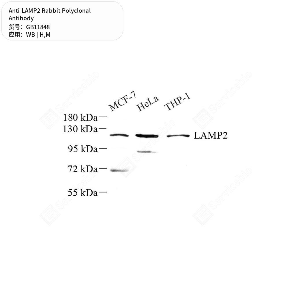 Антитела первичные, поликлональные кролика к LAMP2 мыши, человека, 100 мкл
